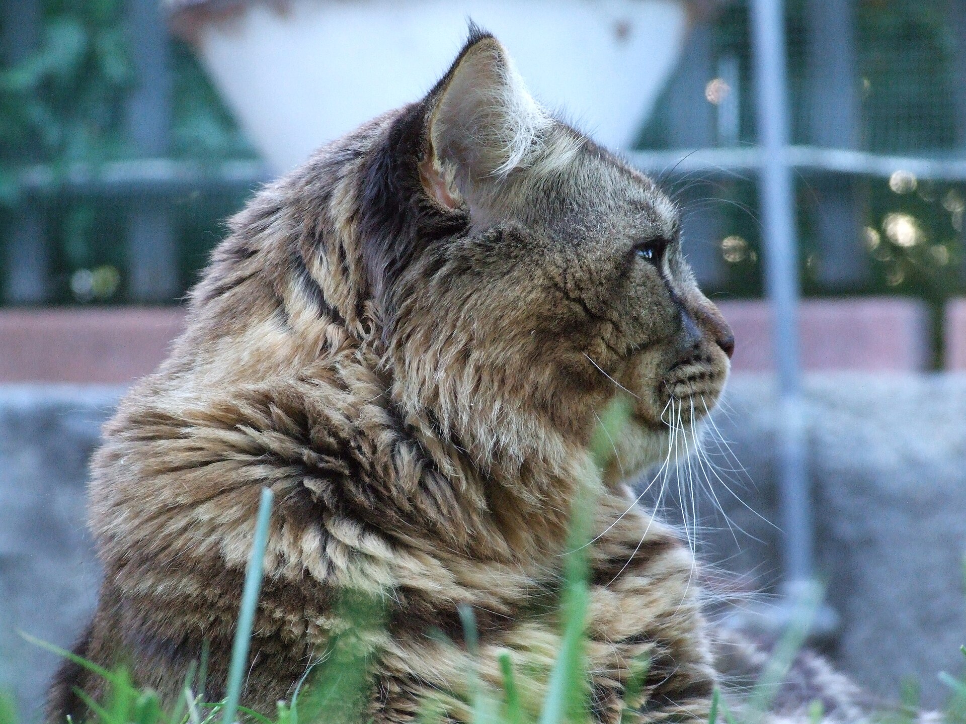 The Maine Coon is a breed of domestic cat well known for its distinctive physical appearance. It is one of the oldest natural breeds in N…