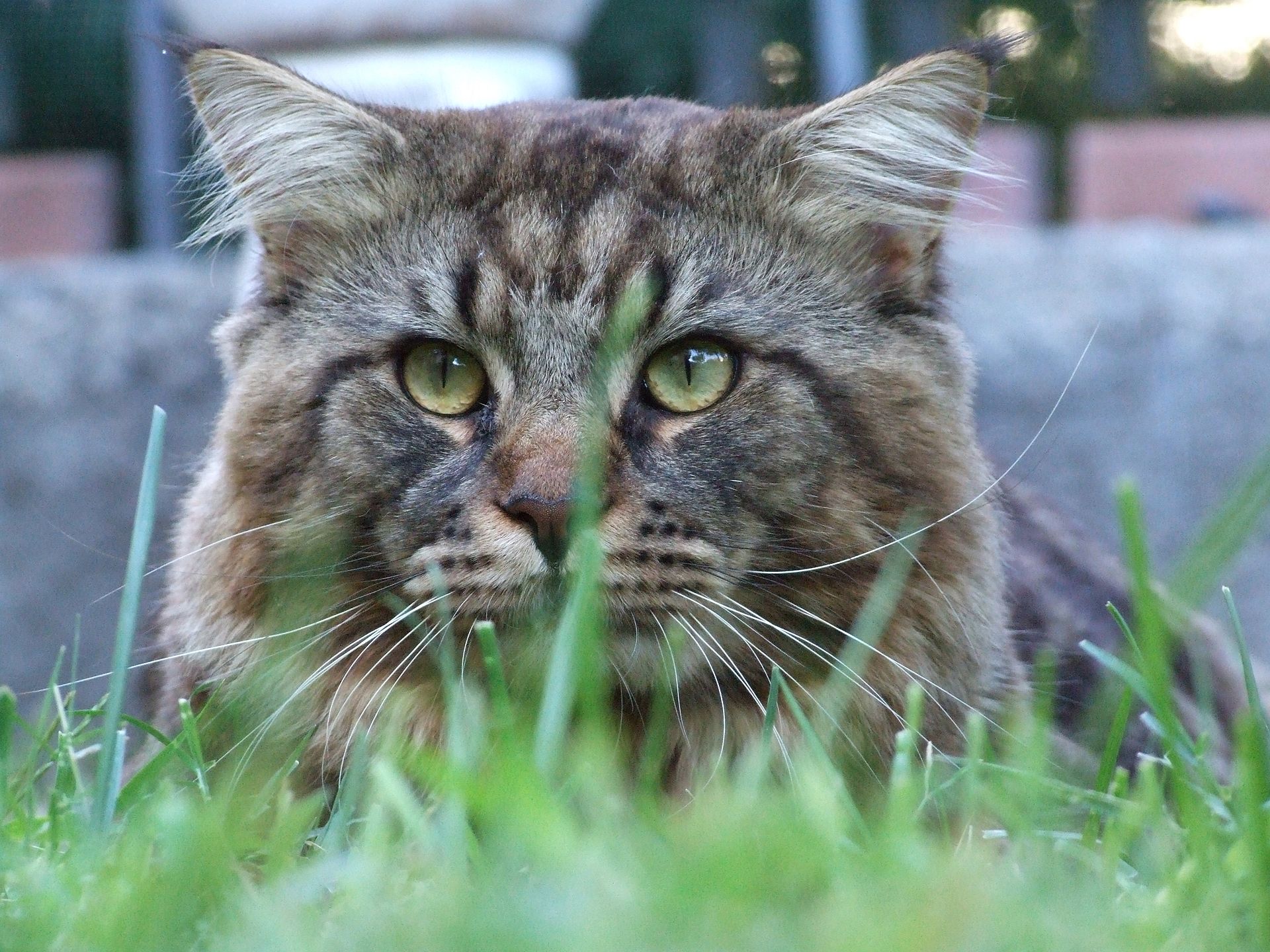 The Maine Coon is a breed of domestic cat well known for its distinctive physical appearance. It is one of the oldest natural breeds in N…