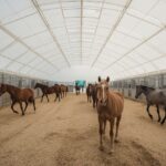 Innenansicht Aktivstallhalle mit freilaufenden Pferden in Membran-Konstruktion